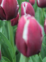 X 100 TULIPA TIRAMISU