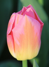 X 100 TULIPA TOM POUCE