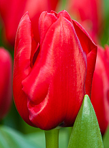 X 100 TULIPA UNIQUE DE FRANCE