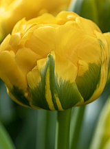 X 100 TULIPA VULCAN D'OR