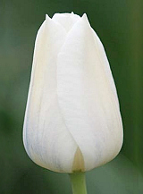 X 100 TULIPA INZELL