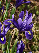 X 100 IRIS RETICULATA BLUE HILL