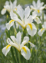 X 100 IRIS RETICULATA LOUISE