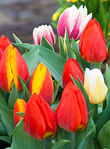 PAKKET 10 X 100 TULPEN