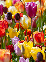 PAKKET 10 X 100 TULPEN