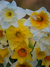 PAKKET 10 x 100 NARCISSEN