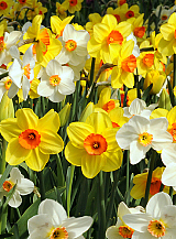 PAKKET 10 x 100 NARCISSEN