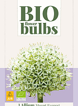 X   1 ALLIUM MOUNT EVEREST - BIO