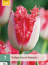X   7 TULIPA SWEET SIMONE
