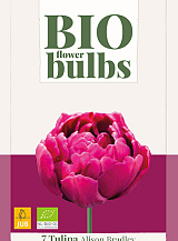 X   7 TULIPA ALISON BRADLEY - BIO