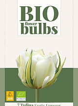 X   7 TULIPA EXOTIC EMPEROR - BIO