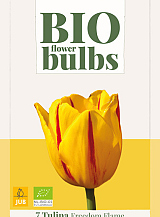 X   7 TULIPA FREEDOM FLAME - BIO