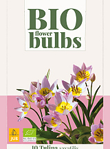 X 10 TULIPA SAXATILIS - BIO