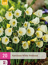 X 20 NARCISSUS WHITE PETTICOAT