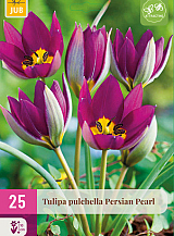 X 25 TULIPA PERSIAN PEARL