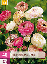 X 40 RANUNCULUS PASTEL MIX NJ