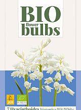 X   7 HYACINTHOIDES HISPANICA WIT - BIO