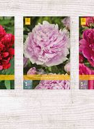 X  50 PAEONIA