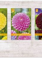X  75 DAHLIA POMPON