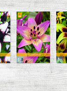 X  100 LILIUM AZIATISCH  VJ