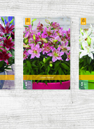 X  100 LILIUM AZIATISCH VOOR POT