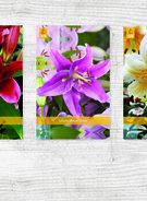 X  100 LILIUM ORIENTAALS VJ