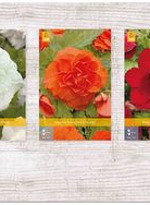 X  150 BEGONIA GRANDIFLORA