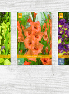 X  300 GLADIOLUS - A