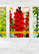 X  400 GLADIOLUS RUFFLED