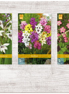 X  750 DIVERSE BLOEMBOLLEN KLEIN