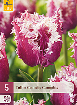 X   5 TULIPA CRUNCHY CUMMINS