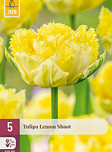 X   5 TULIPA LEMON SHOOT