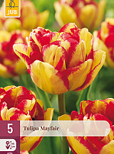 X   5 TULIPA MAYFAIR