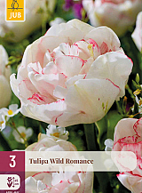 X   3 TULIPA WILD ROMANCE