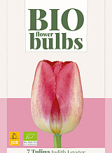 X   7 TULIPA JUDITH LEYSTER - BIO