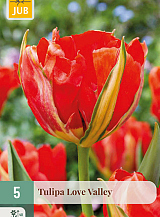 X   5 TULIPA LOVE VALLEY