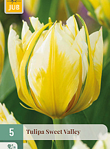 X   5 TULIPA SWEET VALLEY