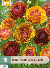 X 10 RANUNCULUS CAFE AU LAIT NJ