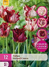 X 12 TULIPA STRIPED CROWN