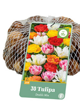 X   30 TULIPA DUBBEL MIX