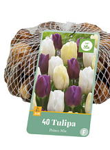 X   40 TULIPA PRINCE MIX