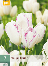 X   7 TULIPA EMILIE