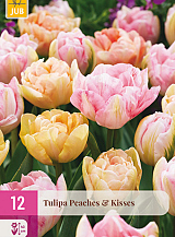 X 12 TULIPA PEACHES & KISSES