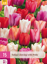 X 15 TULIPA GLOWING WITH PRIDE