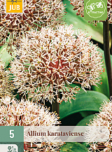 X   5 ALLIUM KARATAVIENSE