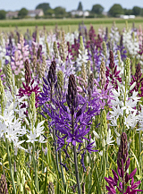 X 100 CAMASSIA MIX