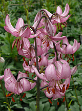 X   25 LILIUM MARTAGON CANDY MORNING