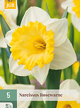 X   5 NARCISSUS ROSEWARNE