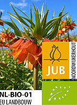 X   10 BIO FRITILLARIA SUNRISE