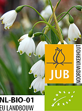 X   50 BIO LEUCOJUM BRIDESMAID